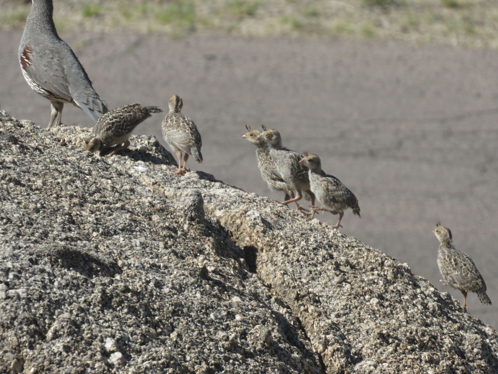 Baby quail